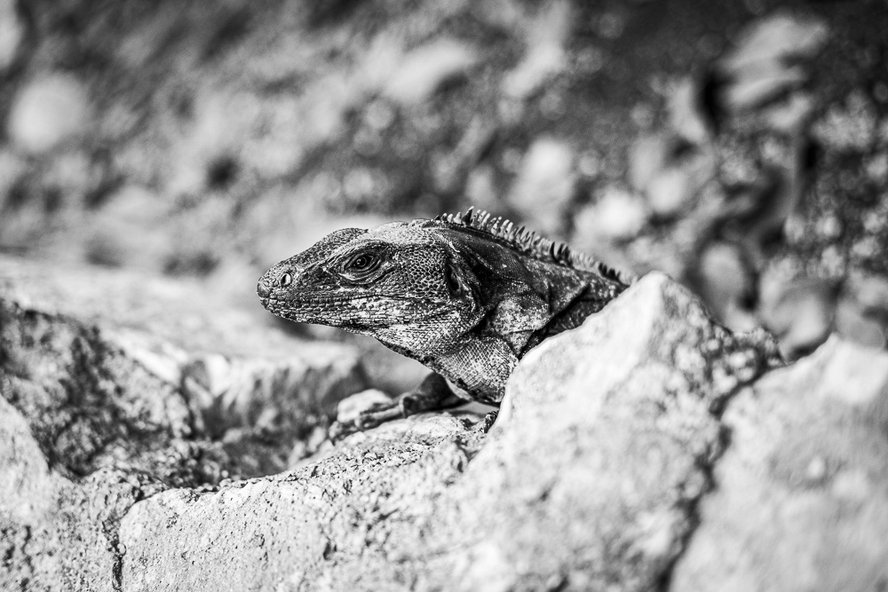 Picture of a small lizard on top of a rock. Tulum, Mexico. 2018 © Pedro Rodrigues