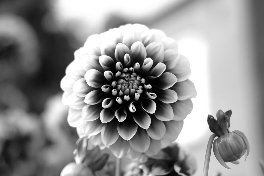 Picture of flowers in LONDON, united kingdom. 2017 © Pedro Rodrigues